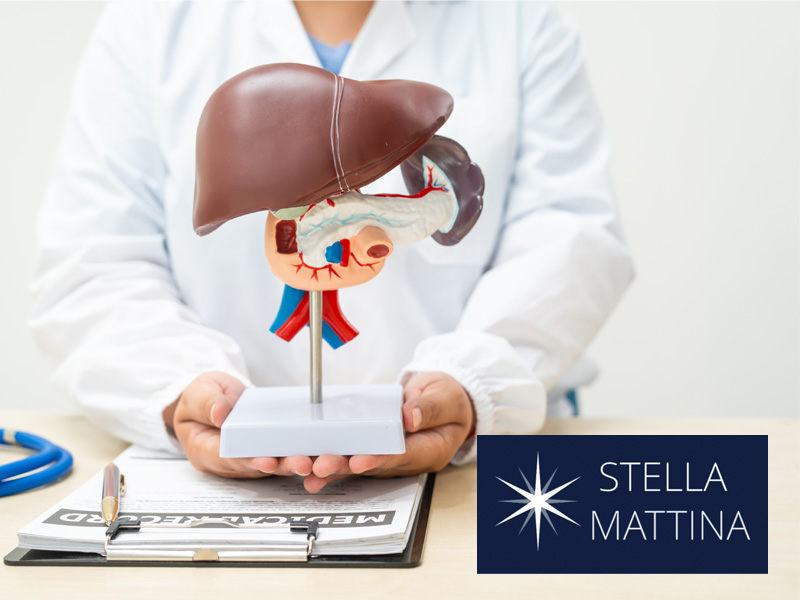 Doctor holding a model of a liver to illustrate a discussion on the effects of Hepatitis B (and C and A) on the liver.